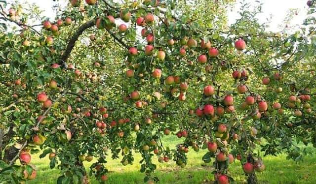 Apple orchard