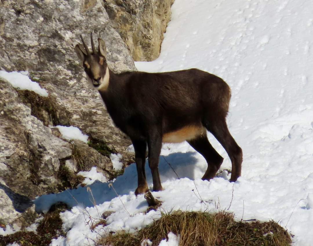 Chitral Gol Markhor